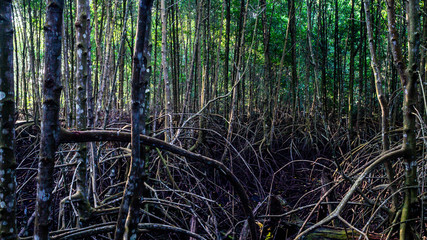 The beauty of mangrove forest ecosystem at Kutai National park, Indonesia. roots of mangrpve
