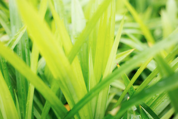 Leaves plant with blur.