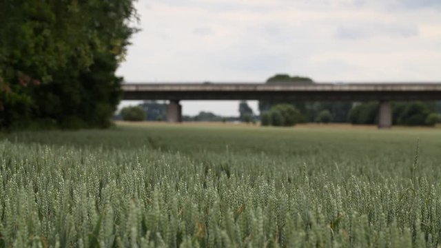 Green field with vehicle traffic on a bridge in the blurred background