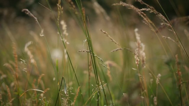 Rack focus shot of plants swaying in the wind