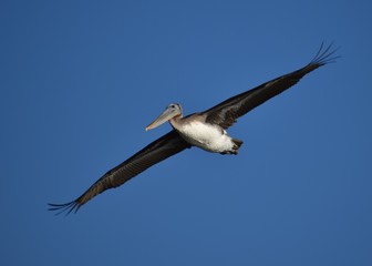 A brown pelican (Pelecanus occidentalis subsp. californicus) in flight over Moss Landing Beach in California