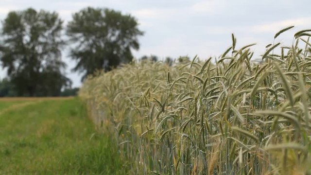 Wheat plants swaying in the wind with two big trees in the blurred background