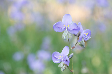 Crested serpent sweet purple flowers with copy space and blurry background.