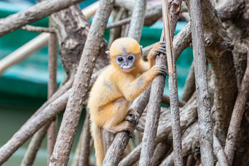 golden monkey in the wild,Thailand