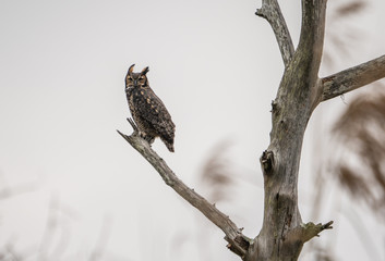 Great horned owl perched on a branch in Louisiana. 
