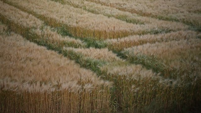 Reed field with tractor trail on a light windy day