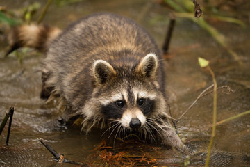 A raccoon moving in the swamp in Louisiana looking very cute. 