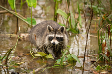 Naklejka na ściany i meble A smart looking raccoon in a watery swamp.