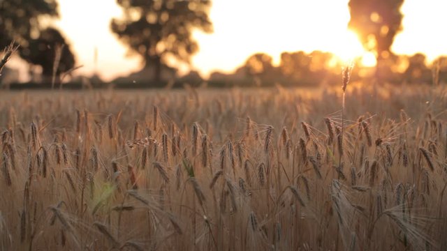 Wheat plants at golden sunset. Trees in the blurred background