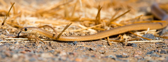 Australian deadly desert snake the  taipan.