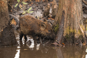 A cute baby wild boar is muddy in a swamp in Louisiana. 