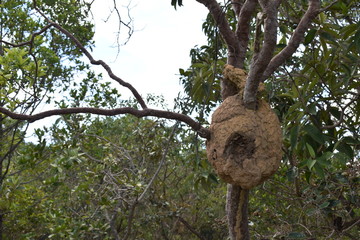 tree in the garden