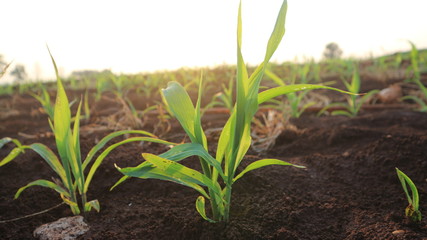 Corn seedlings with sunlight Thailand