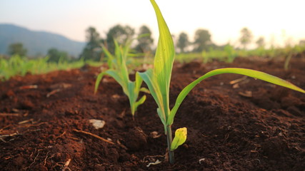 Corn seedlings with sunlight Thailand