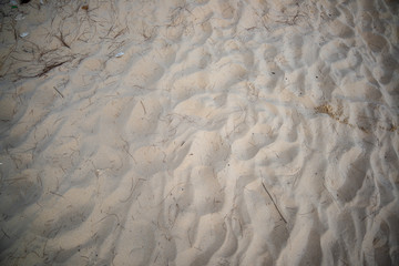 Sand on the beach with some limbs and stick, for the background