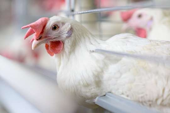 egg factory plant agriculture poultry chicken farm