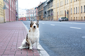 A lonely, sad dog in a big city sits near the road. stray dog looking directly at the camera