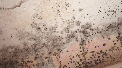 Toxic black mold growth in house and is extremely dangerous to humans