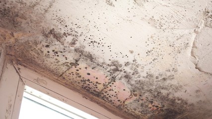 Stachybotrys chartarum also known as black mold or toxic black mold. The mold in cellulose-rich...
