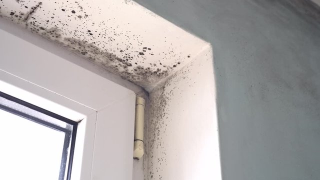 Toxic black mold growth. Damp water-damaged building