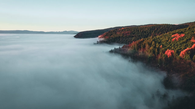Amazing aerial view of foggy and colorful forest on sunrise. Autumn landscape. Drone shot © Maximilian