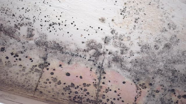 Toxic black mold growth in house and is extremely dangerous to humans