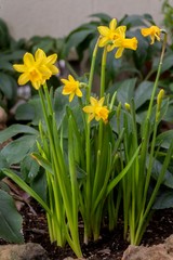小さなラッパスイセンの花と蕾のグループ／Narcissus