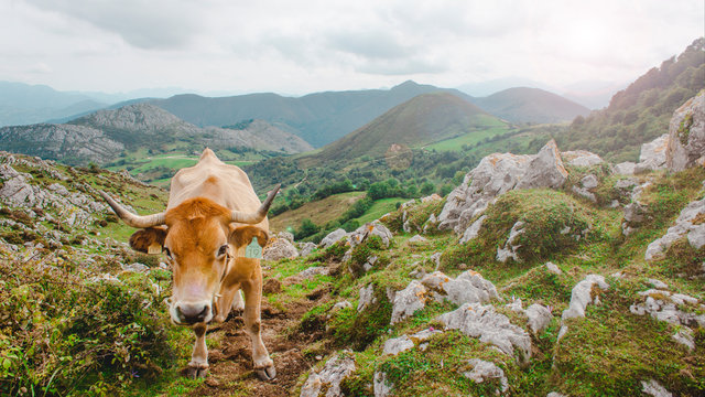 Imagen de una vaca en las monta&ntilde;as de Asturias, Espa&ntilde;a.