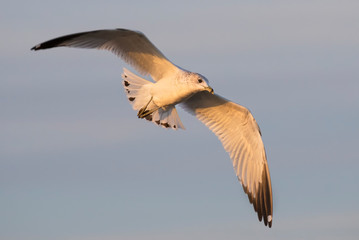 Ring billed gull (Larus delawarensis) in  flight on the blue sky background