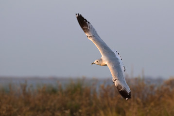 Ring billed gull (Larus delawarensis) flyind over the beach, Galveston, Texas, USA