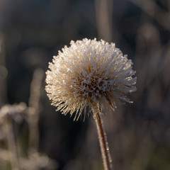 dandelion in hoarfrost closeup