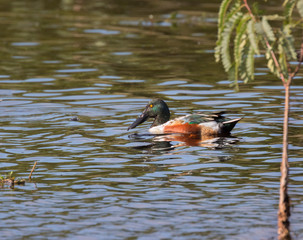 Northern Shoveler (Anas clypeata) 