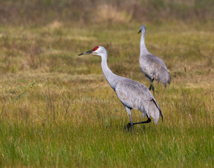 Sandhill Cranes (Grus canadensis)  forage for food, Galveston, Texas, USA