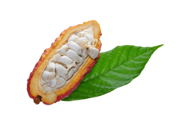 open cacao fruit isolated on white