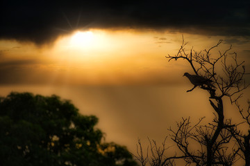 the bird looks for the sunset