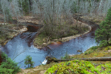 Naklejka na ściany i meble City Cesis, Latvia. In the middle of the forest there is a river with spruce and moss.