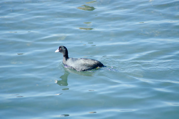 谷津干潟の水鳥