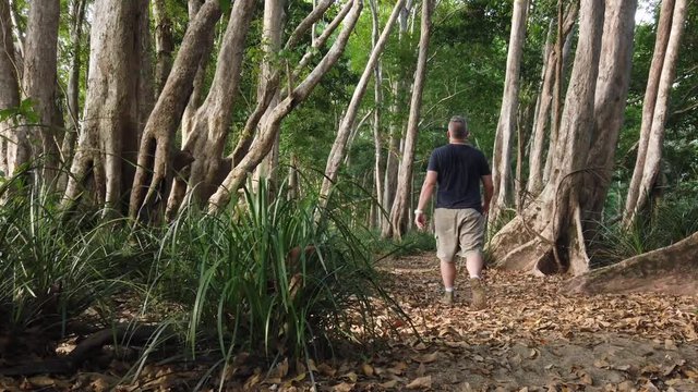 man walking down a bush pathway between treen in the afternoon