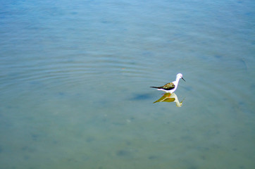 Fototapeta premium 谷津干潟 水鳥