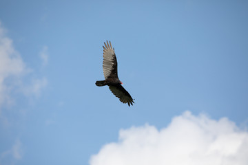 turkey vulture
