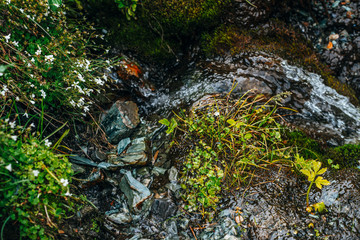 Scenic background with clear spring water stream among thick moss and lush vegetation. Mountain creek on mossy slope with fresh greenery and many small flowers. Colorful backdrop of rich alpine flora.