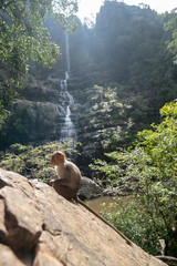 Monkey sitting in front of the Talakona waterfalls