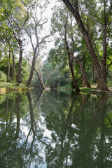 Fototapeta na wymiar Reflection of Trees in water
