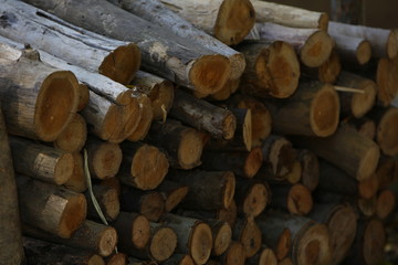 pile of logs