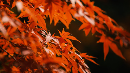 日本の秋　紅葉風景