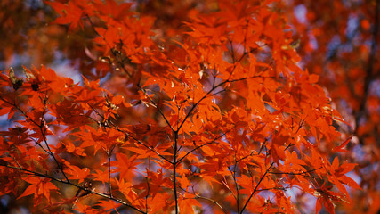 日本の秋　紅葉風景