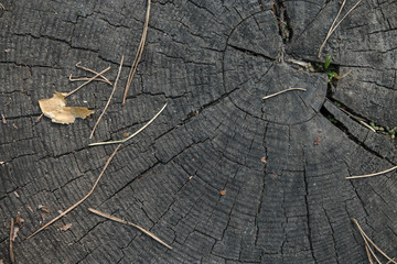 Wooden wall background.