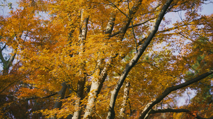 日本の秋　紅葉風景