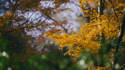 日本の秋　紅葉風景