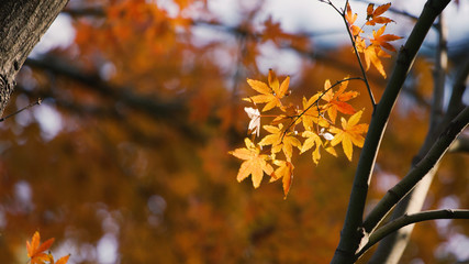 日本の秋　紅葉風景